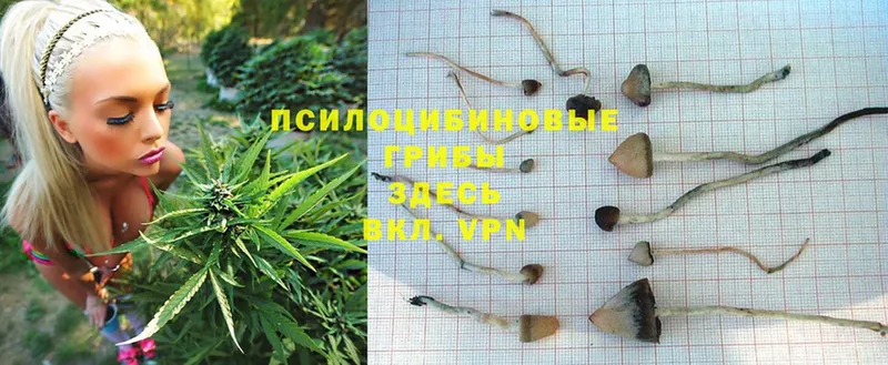 Галлюциногенные грибы Psilocybe  Новомичуринск 